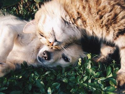 Pet Relocation